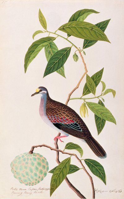 Custardappel, Poke Nona Caprie met Boorong Pooney Sieole, uit Tekeningen van Vogels uit Malakka, c.1805-18 door Chinese School